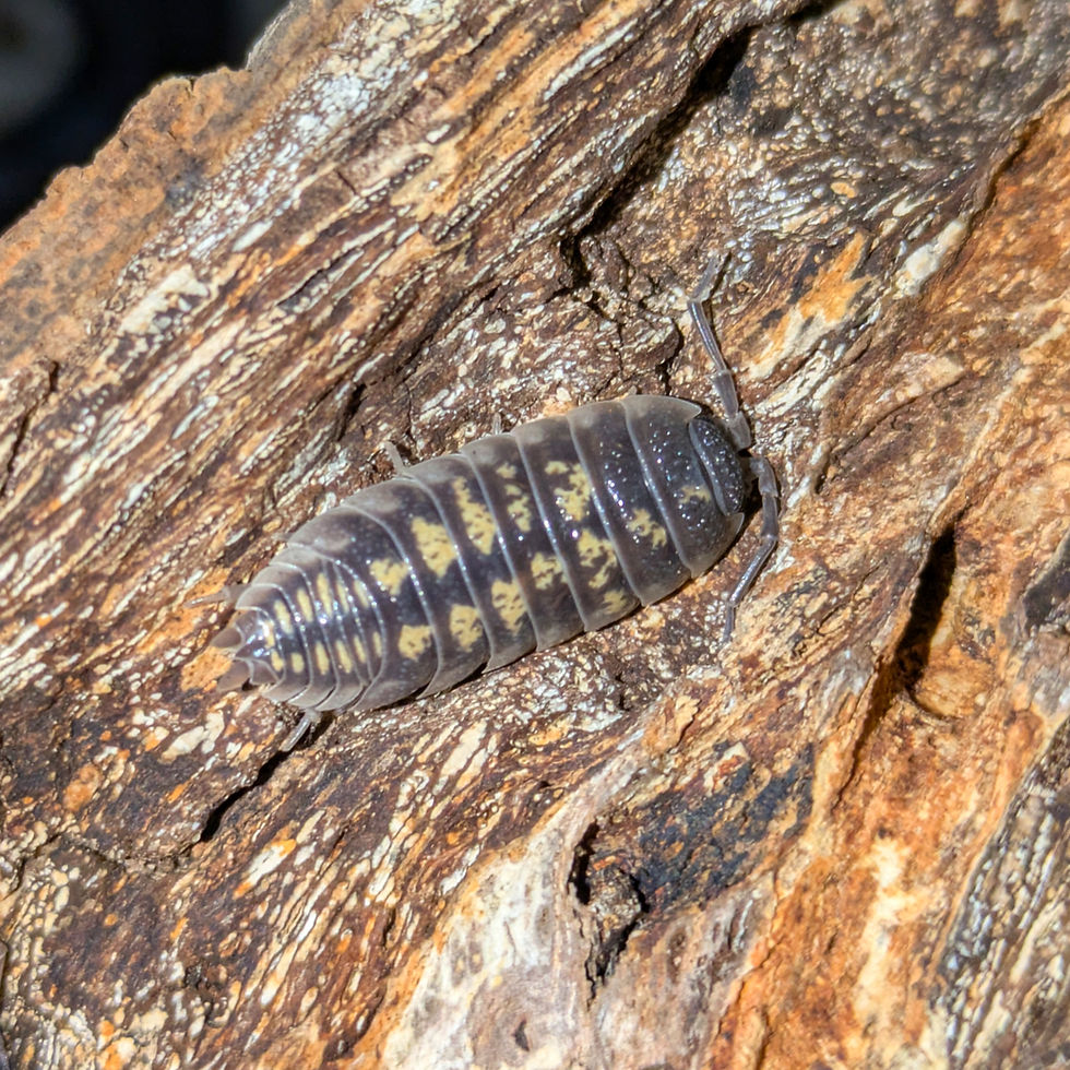 Porcellio ornatus "Murcia"