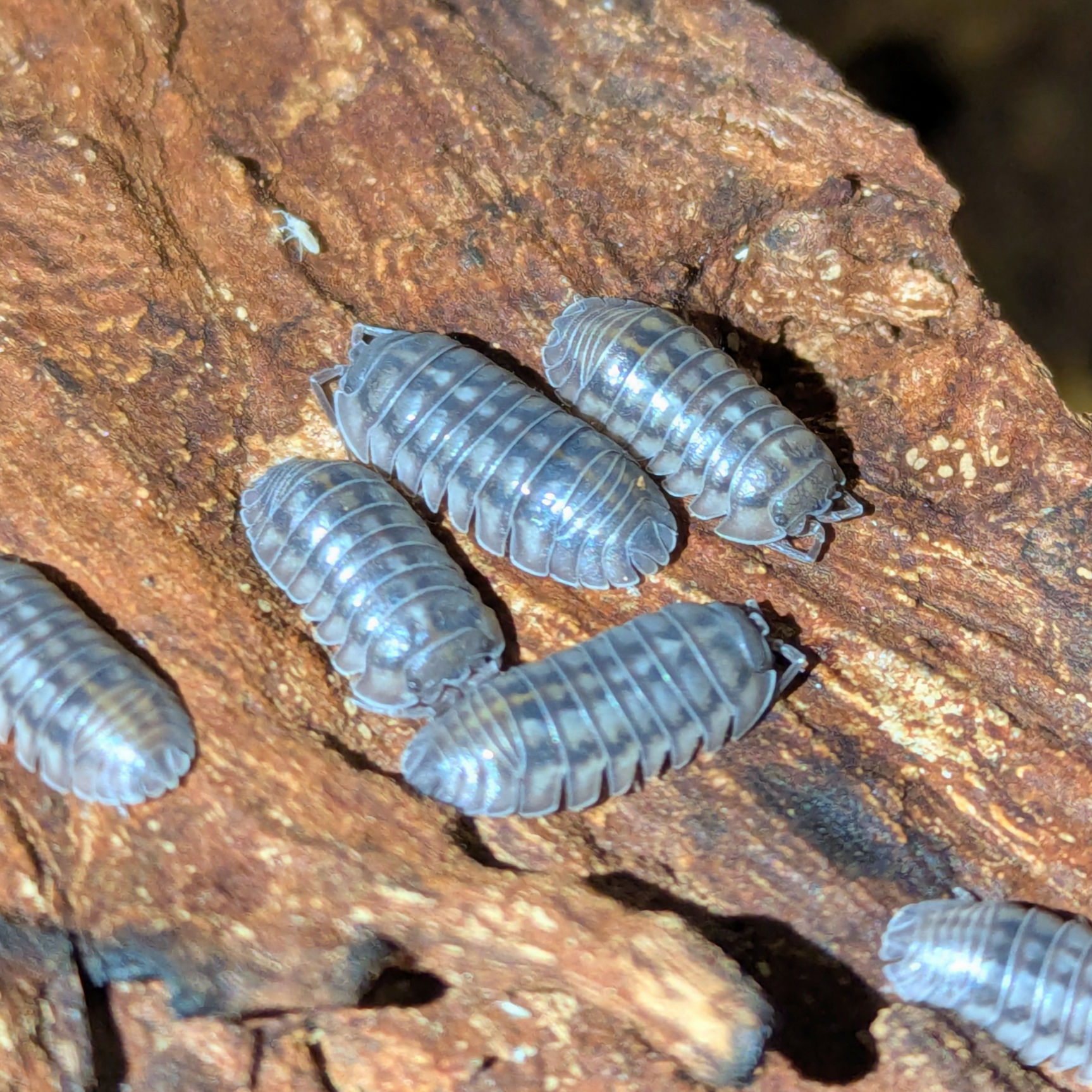 Armadillidium nasatum