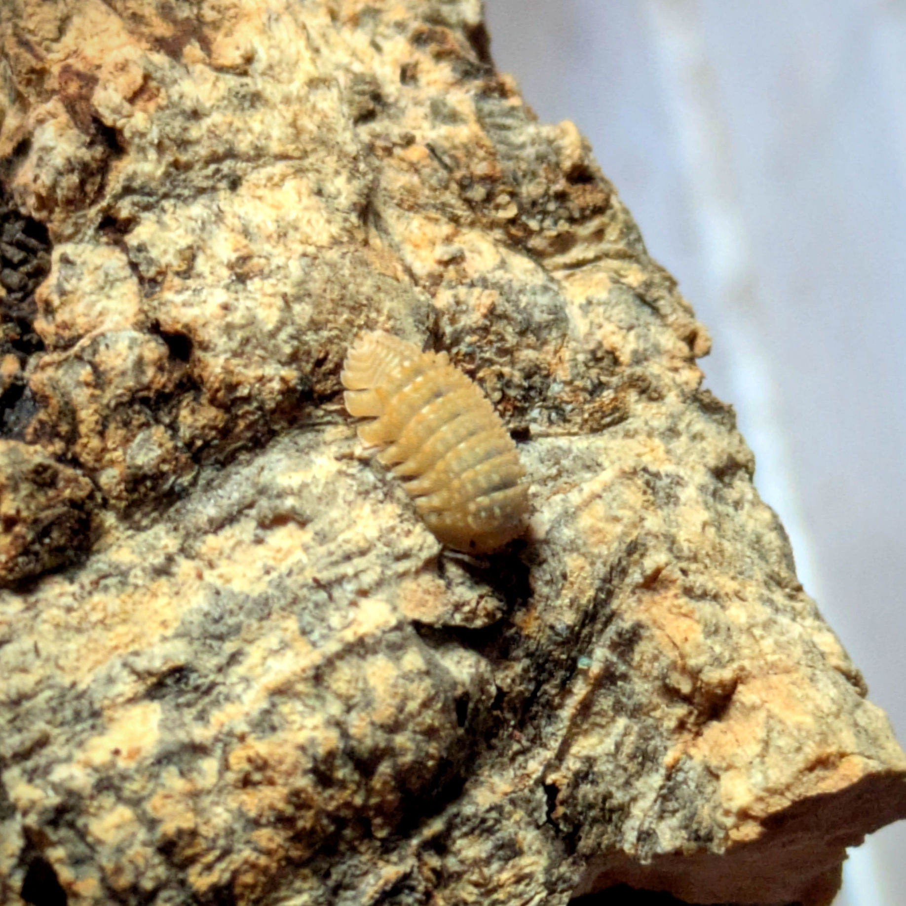 Cristarmadillidium muricatum