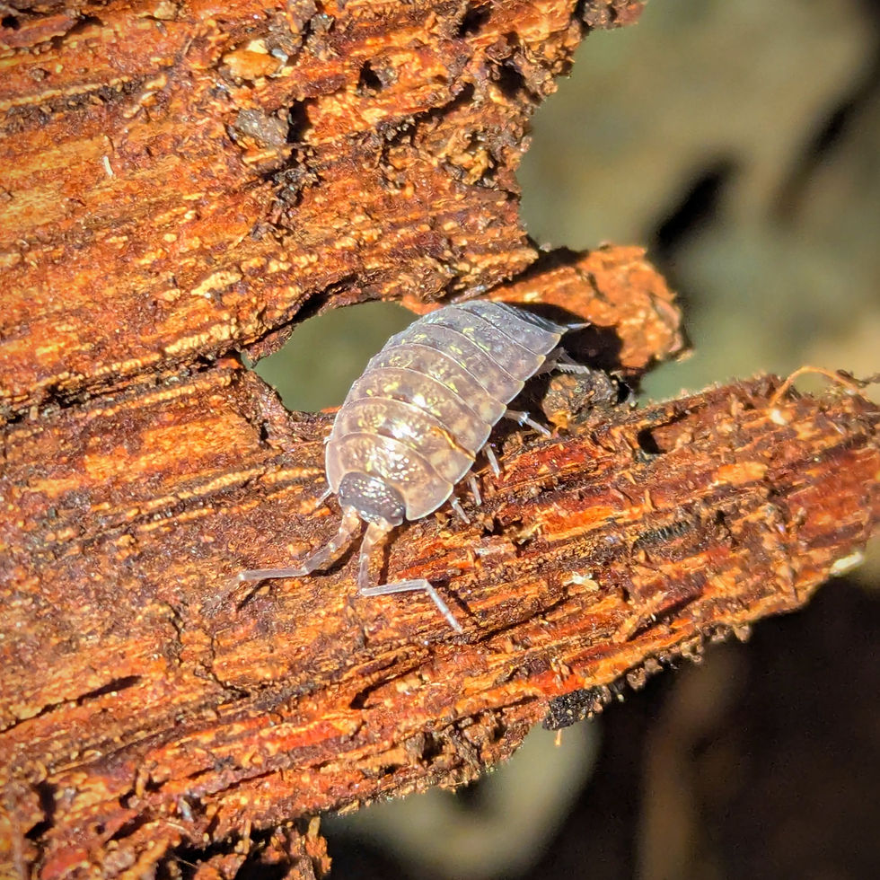 Porcellio cf monticola "Foix"