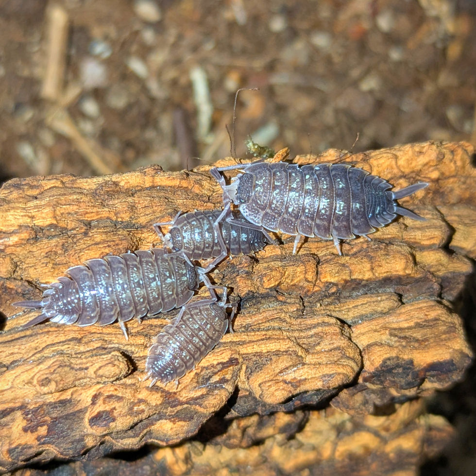 Porcellio nicklesi "Black"