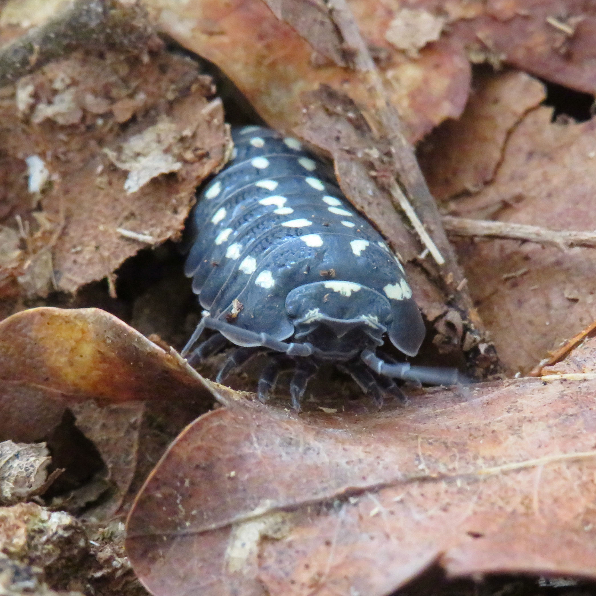 Armadillidium gestroi "Gorra"