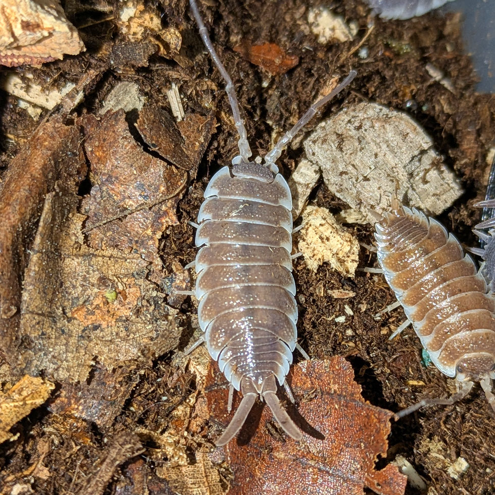 Porcellio cf hoffmannseggi "Sevilla"