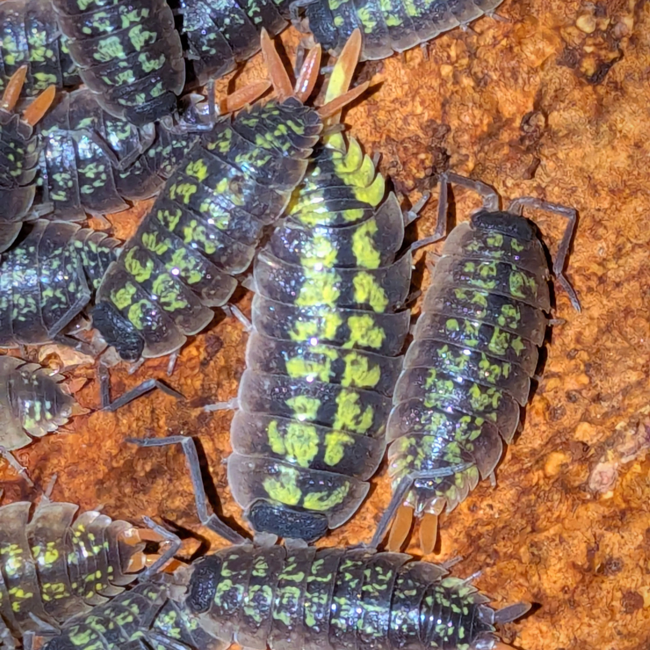 Porcellio sp Red sticks