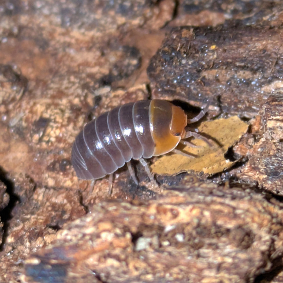 Armadillidium flavoscutatum "red head"