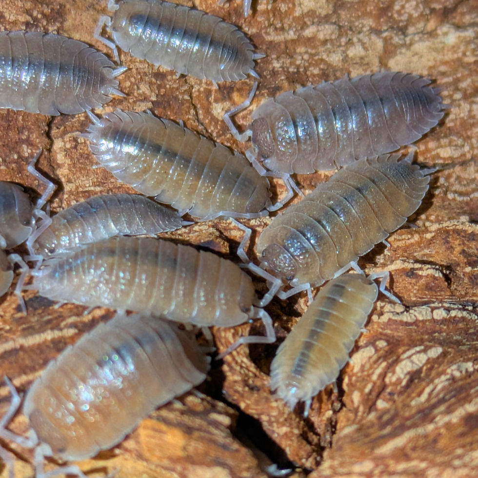 Porcellio incanus