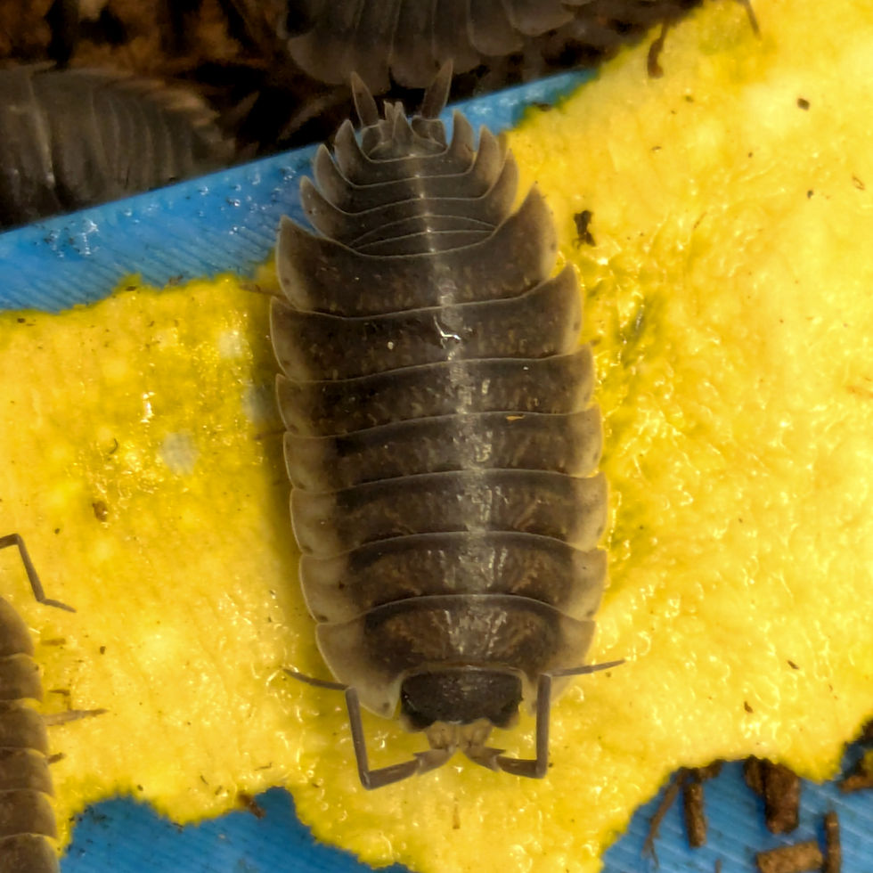Porcellio orarum