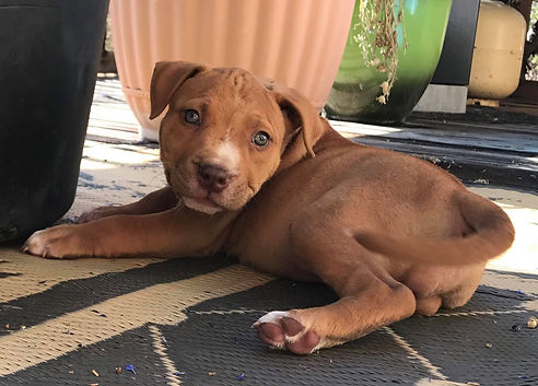 redpuppy.jpg