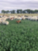 Ewes on summer pastures