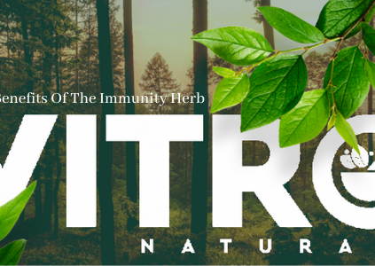 Giloy 10 Benefits Of The Immunity Herb