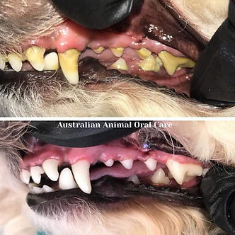 Before and After Teeth Cleaning