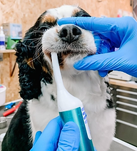 Mirapet Ultrasound Toothbrush