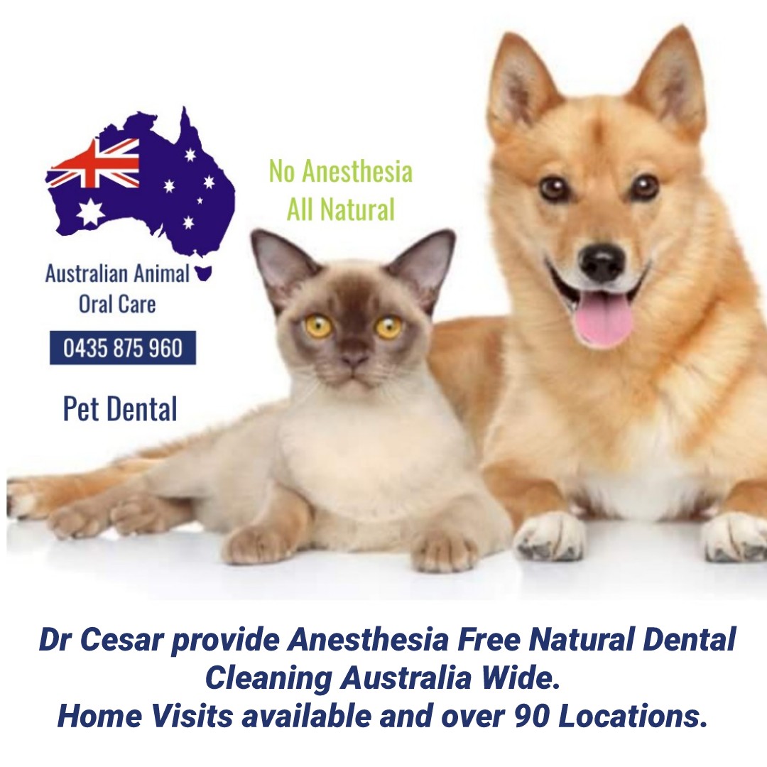 pet dental clinic near me