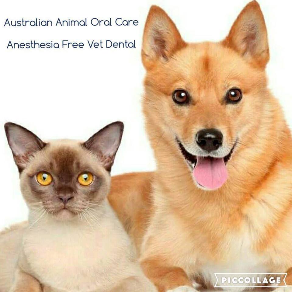 Snapshot of Gums And Teeth Care For Australian Shepherds