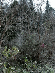 Work in progress of “In view of our life” by Tomomi Hanzawa