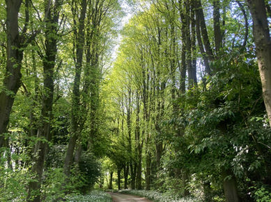 Tree lined lanes in Yorkshire