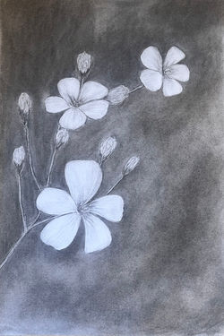 Blossom