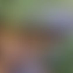 気分は江戸時代