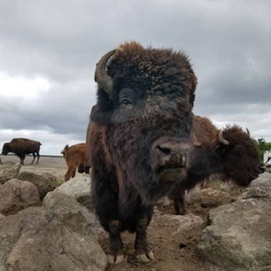 生態環境の再現と本来持つ生態