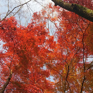 ＲＹＯＡＮＪＩ ＴＥＭＰＬＥ
