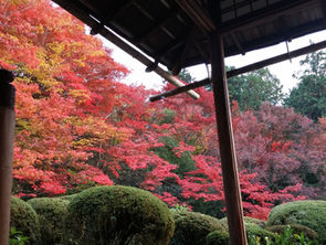 京都で紅葉を