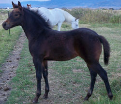 Foals of Knightly Ventures