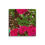 Thumbnail: Bed of Roses Canvas