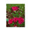 Thumbnail: Bed of Roses Metal prints
