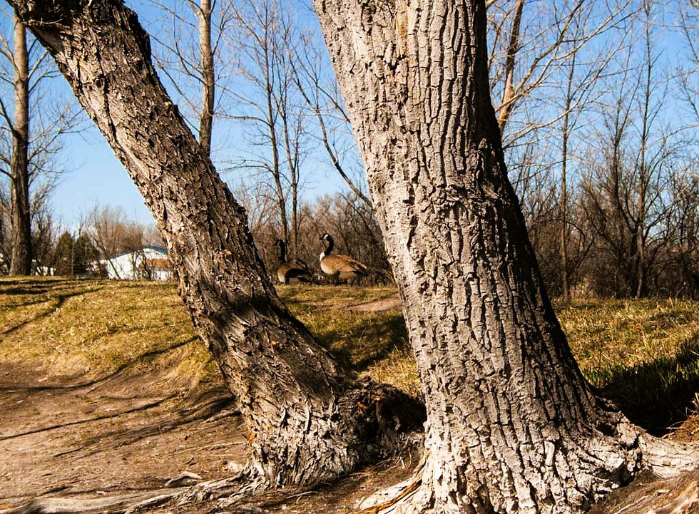 Eye-level view of rough tree bark with sunlight casting shadows