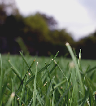 Grass Close Up