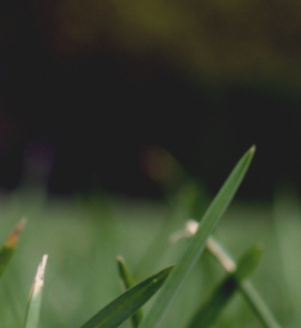 Herbe Close Up