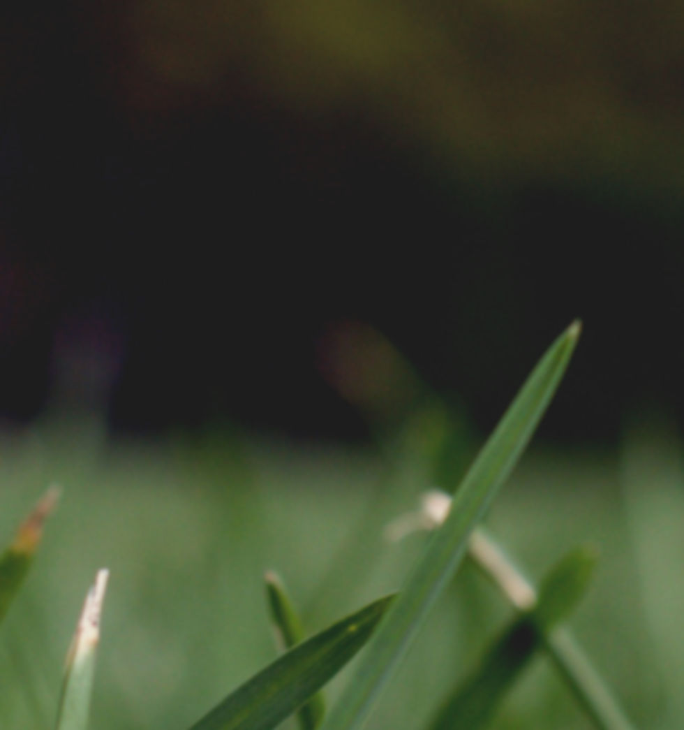 Herbe Close Up