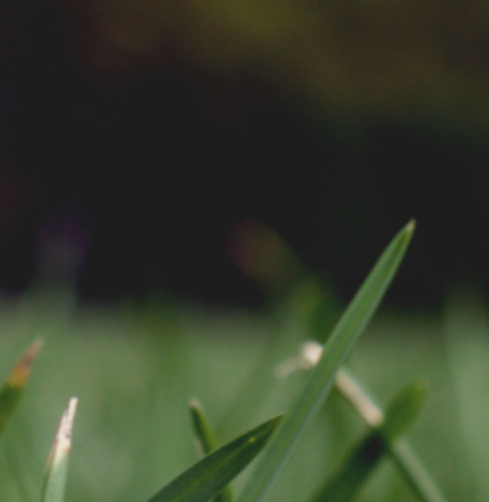 Herbe Close Up