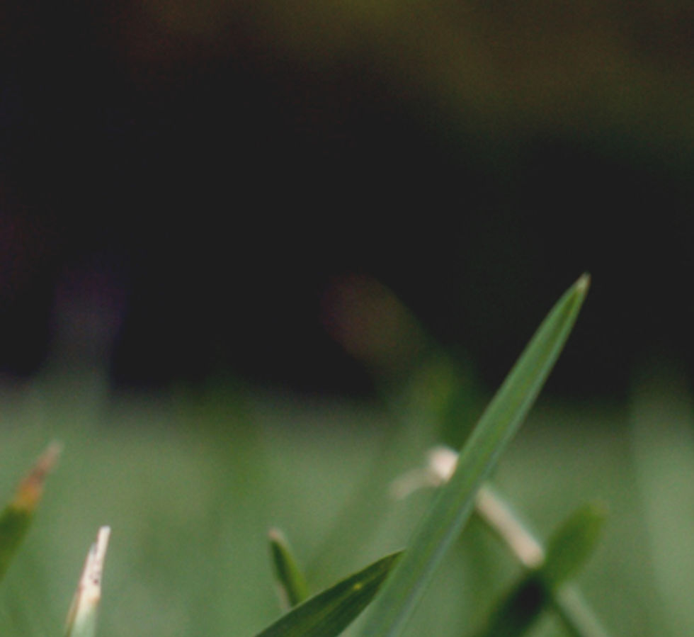 Herbe Close Up