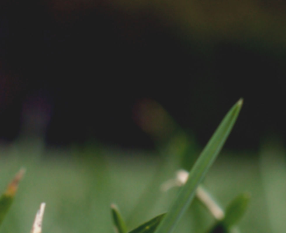 Herbe Close Up