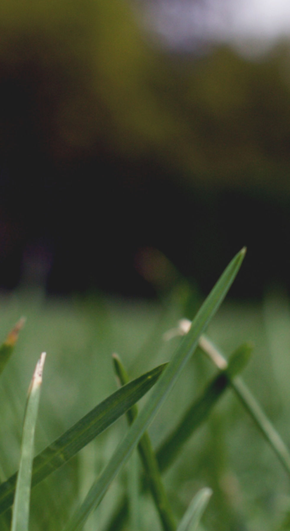 Herbe Close Up