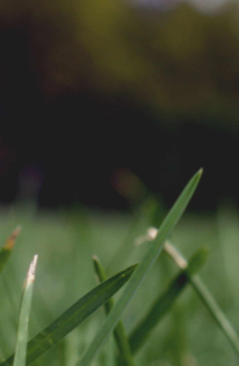 Herbe Close Up