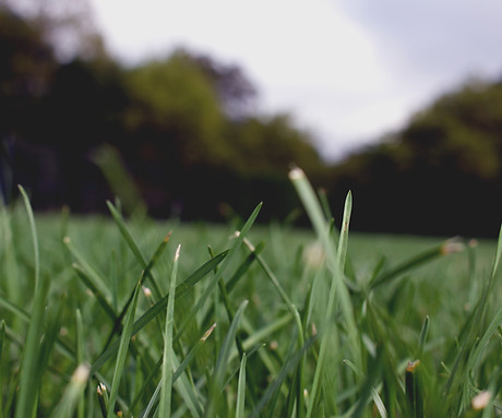 Grass Close Up