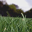 Grass Close Up