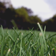 Herbe Close Up