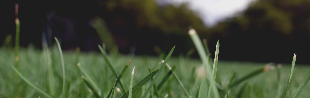 Grass Close Up