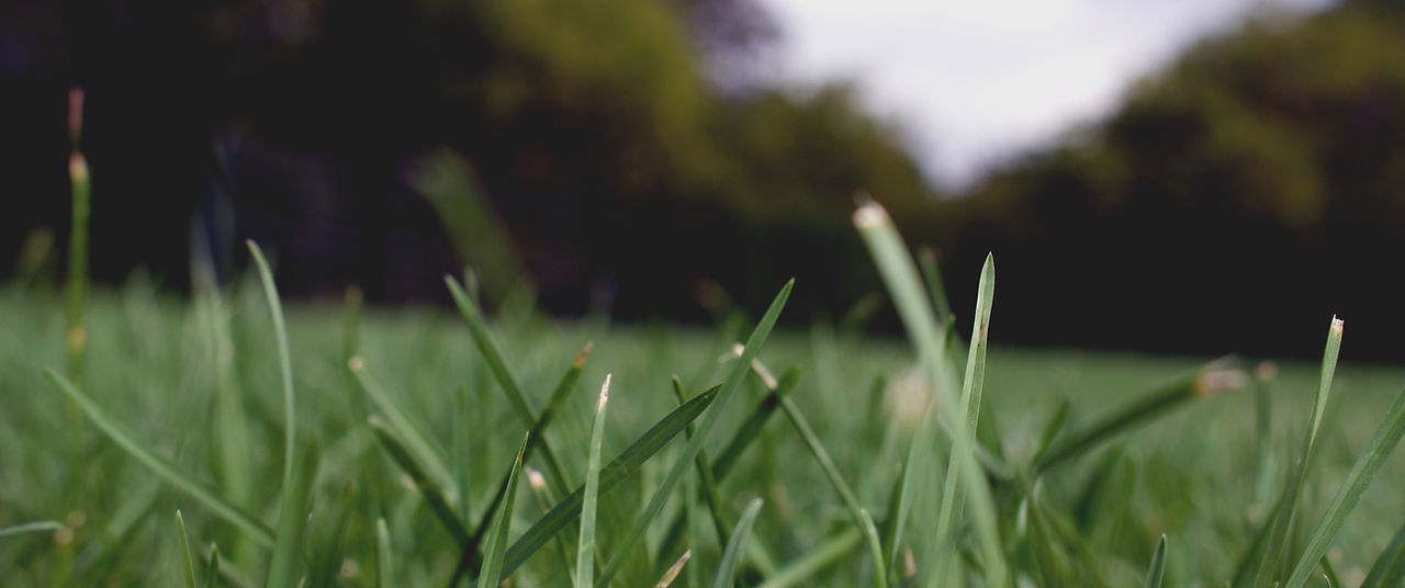 Grass Close Up