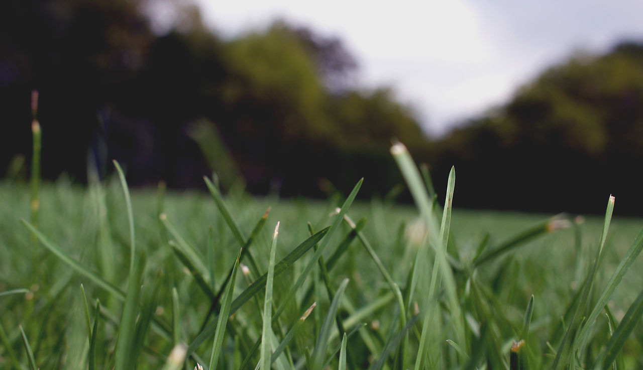 Grass Close Up
