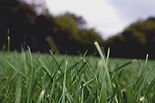 Green Grass Closeup