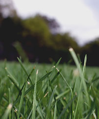 LAWN CARE & CLEAN-UPS