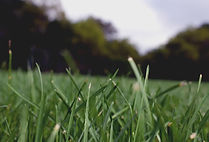 Grass Close Up