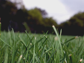 Lawn Mowing Northern Adelaide