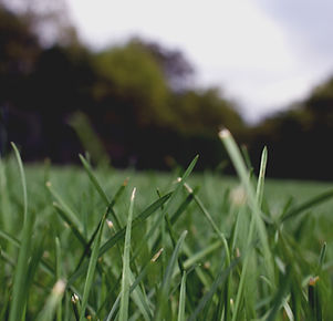 Grass Close Up