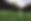 Grass Close Up