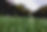 Herbe Close Up